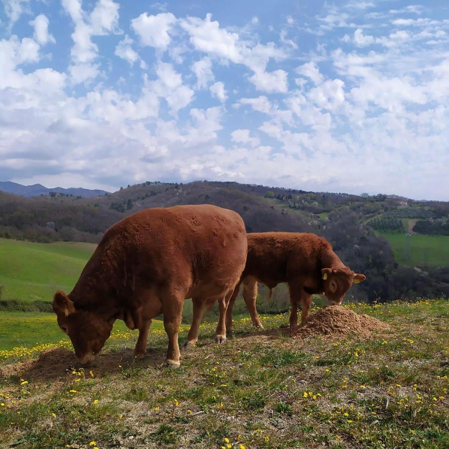 Agriturismo Corzano バルベリーノ・ディ・ムジェッロ エクステリア 写真